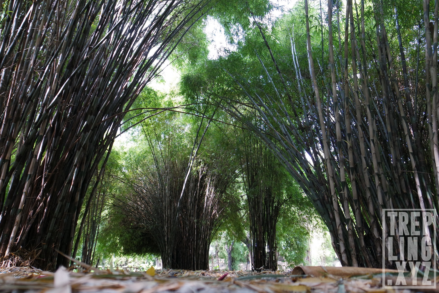 √ Wisata Alam Hutan Bambu & Taman Sakura, Keputih, Surabaya