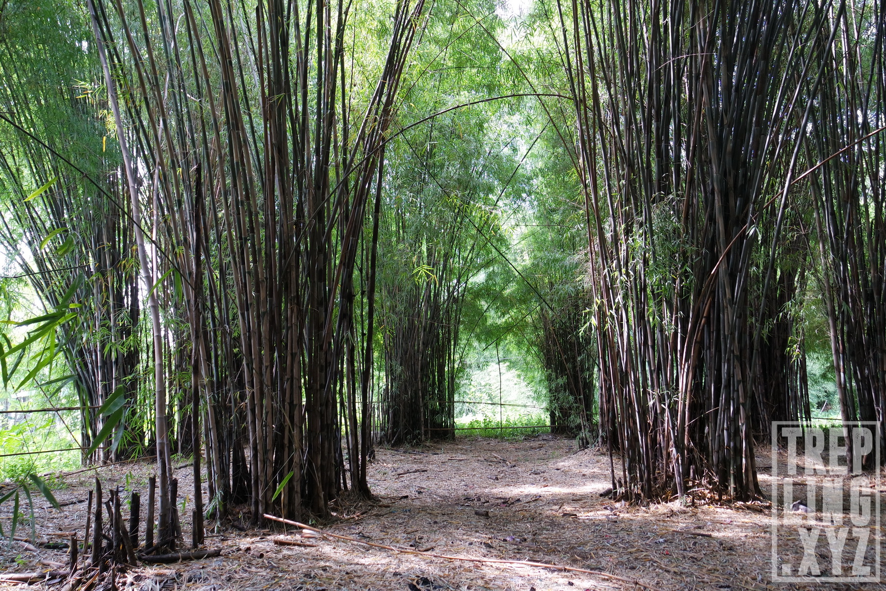 √ Wisata Alam Hutan Bambu & Taman Sakura, Keputih, Surabaya