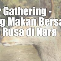 deer gathering nara
