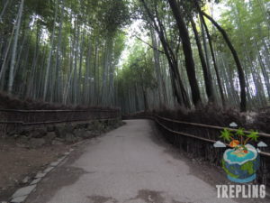 bamboo groves arashiyama